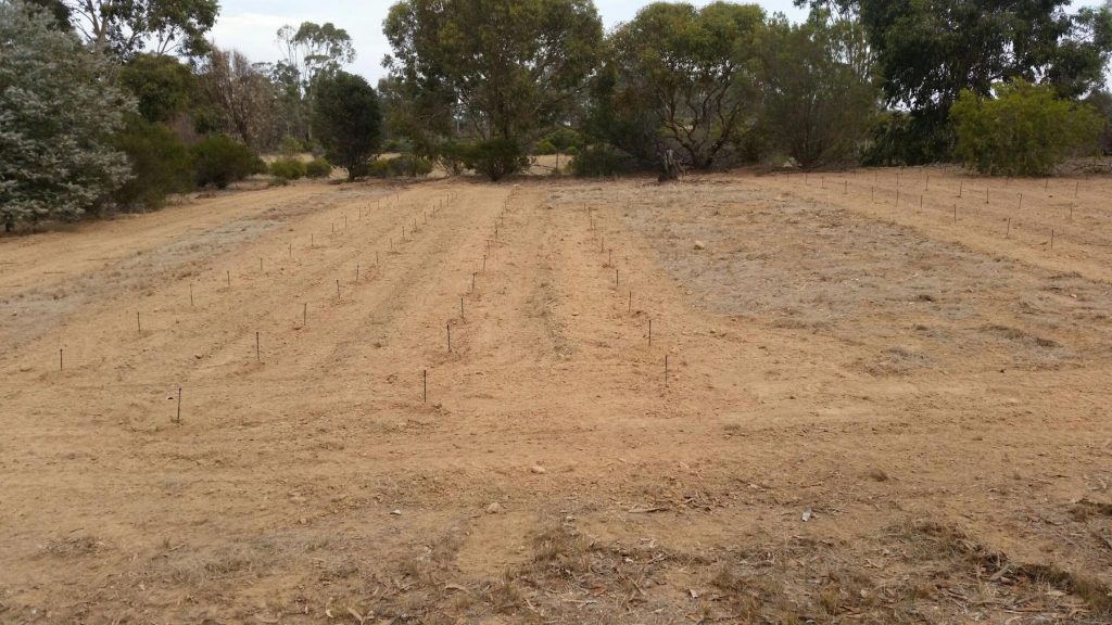 Finished drip irrigation field